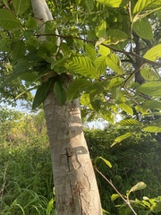 Lonchocarpus eriocarinalis