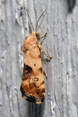 Ponometia libedis