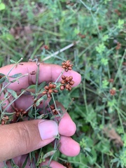 Lotus herbaceus