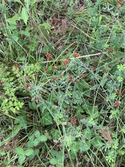 Lotus herbaceus
