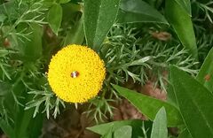 Anacyclus