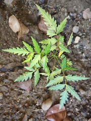 Azadirachta indica