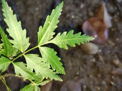 Azadirachta indica