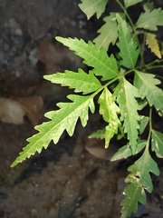 Azadirachta indica