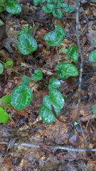 Hexastylis virginica