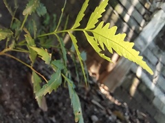 Azadirachta indica