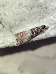 Acrobasis obliqua
