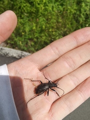 Oreocarabus