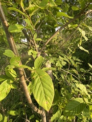 Lonchocarpus eriocarinalis