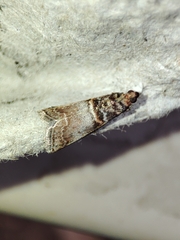 Acrobasis obliqua