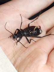 Oreocarabus