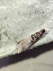 Acrobasis obliqua