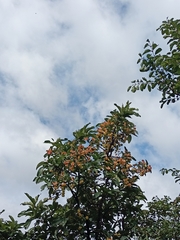 Terminalia elliptica