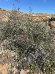 Callistemon