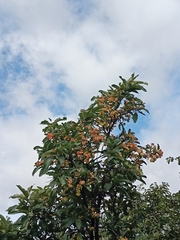 Terminalia elliptica