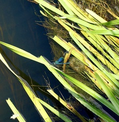 Calopteryx splendens