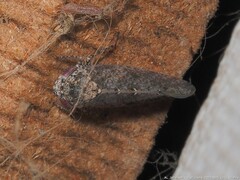 Paraphlepsius tennessus