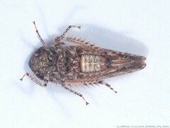 Paraphlepsius tennessus