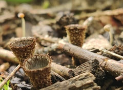 Cyathus striatus