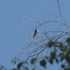 Muscicapa striata