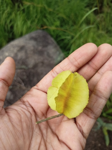 Image of Terminalia elliptica by (c) Rama Narayanan, some rights reserved (CC BY)