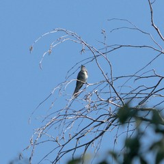 Muscicapa striata