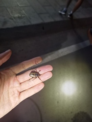 Cosmiomorpha decliva