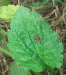 Aphrodini
