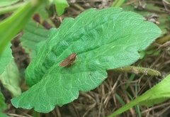 Aphrodini