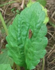 Aphrodini