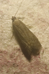 Eccopisa effractella