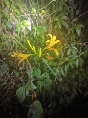 Lycoris aurea