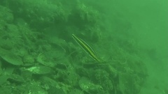 Pentapodus paradiseus