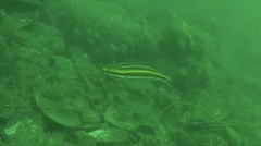 Pentapodus paradiseus