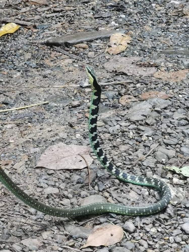 Photo of a Sawtooth-necked Bronzeback (Dendrelaphis nigroserratus)