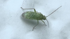 Orthotylus flavosparsus