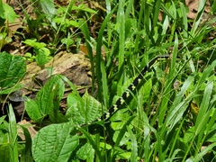 Dendrelaphis nigroserratus