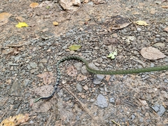 Dendrelaphis nigroserratus