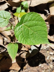 Macaranga tanarius