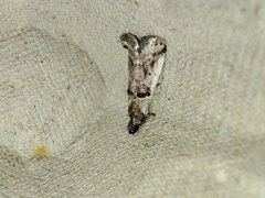 Pseudacrobasis tergestella