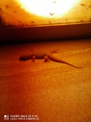 Hemidactylus bowringii