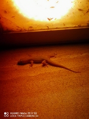 Hemidactylus bowringii