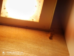 Hemidactylus bowringii