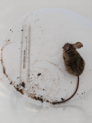 Peromyscus truei