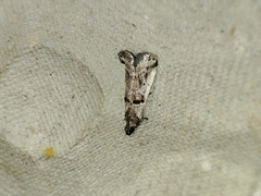 Pseudacrobasis tergestella