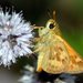 Woodland Skipper - Photo (c) David Hofmann, some rights reserved (CC BY-NC-ND)