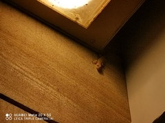 Hemidactylus bowringii