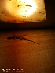 Hemidactylus bowringii