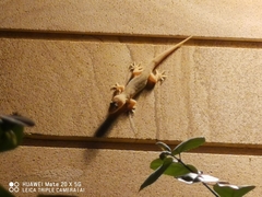 Hemidactylus bowringii