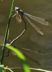 Lestes australis